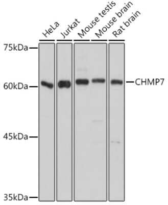 Western Blot CHMP7 Antibody - Azide and BSA Free